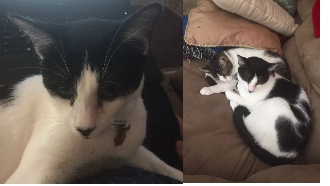 Lost cat in Fairfield, CA, 94534