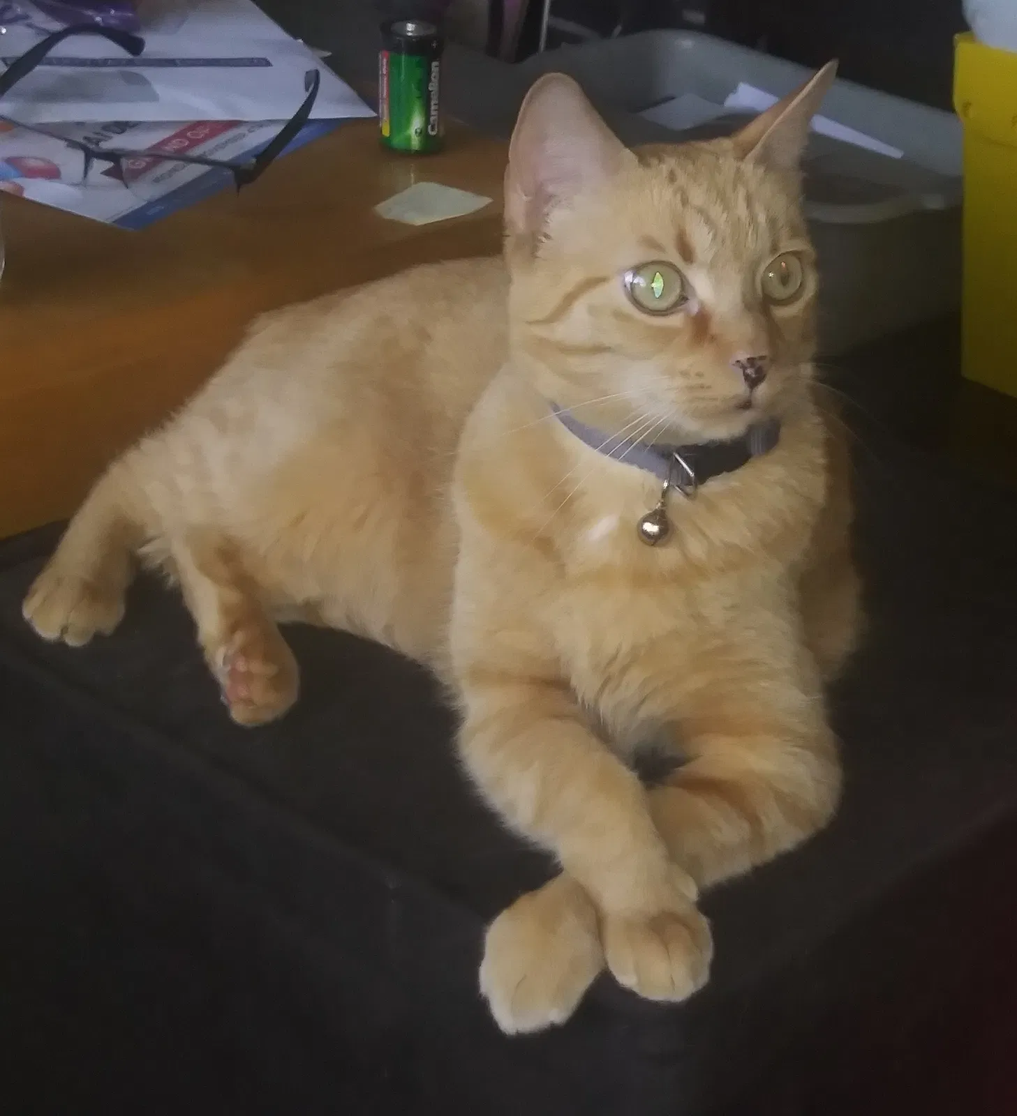 Lost cat in Saint Petersburg, FL, 33713
