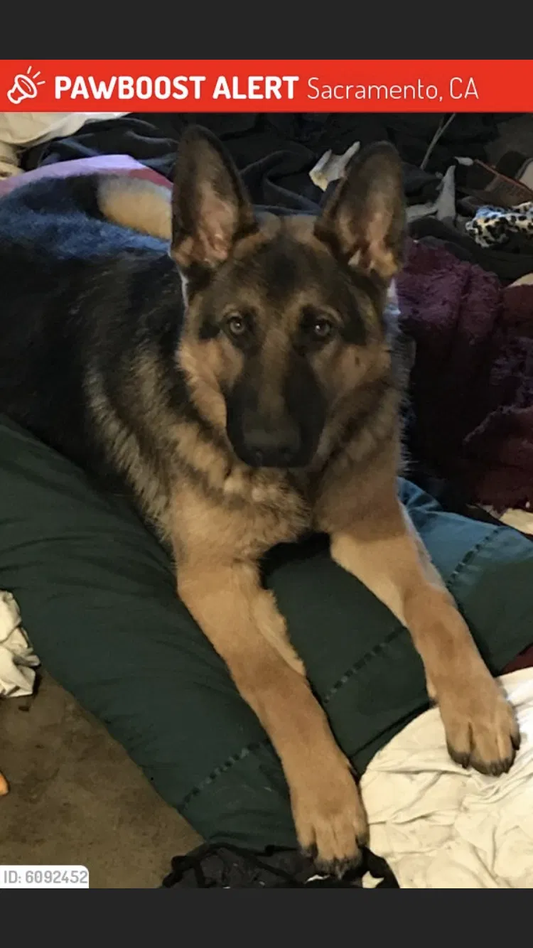 Lost dog in Sacramento, CA, 95838