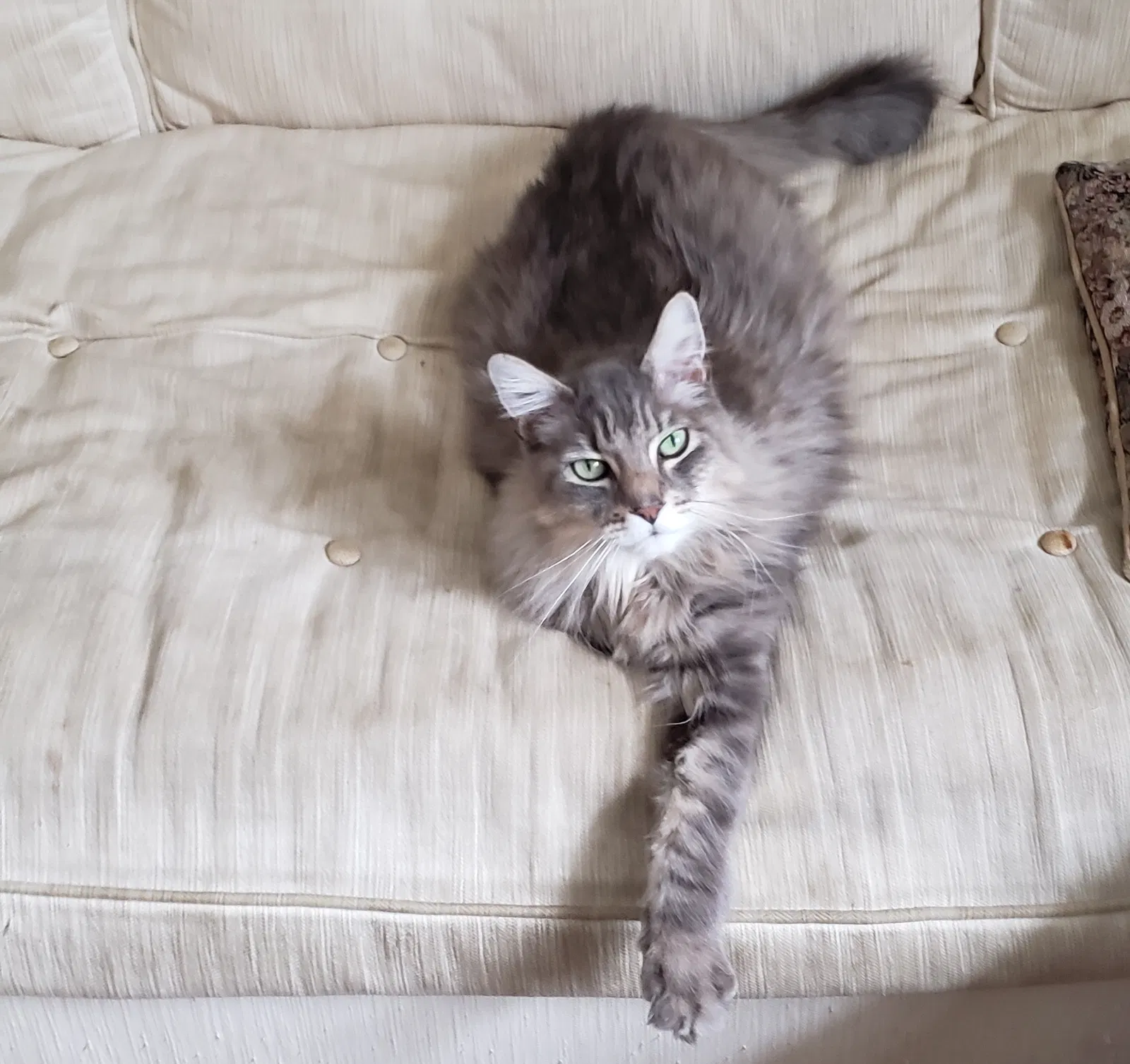 Lost cat in Greenville, SC, 29615