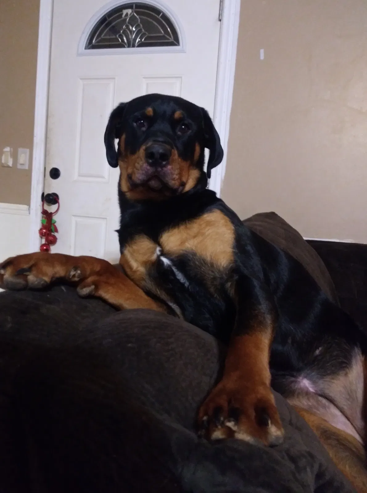 Lost dog in Candler, NC, 28715