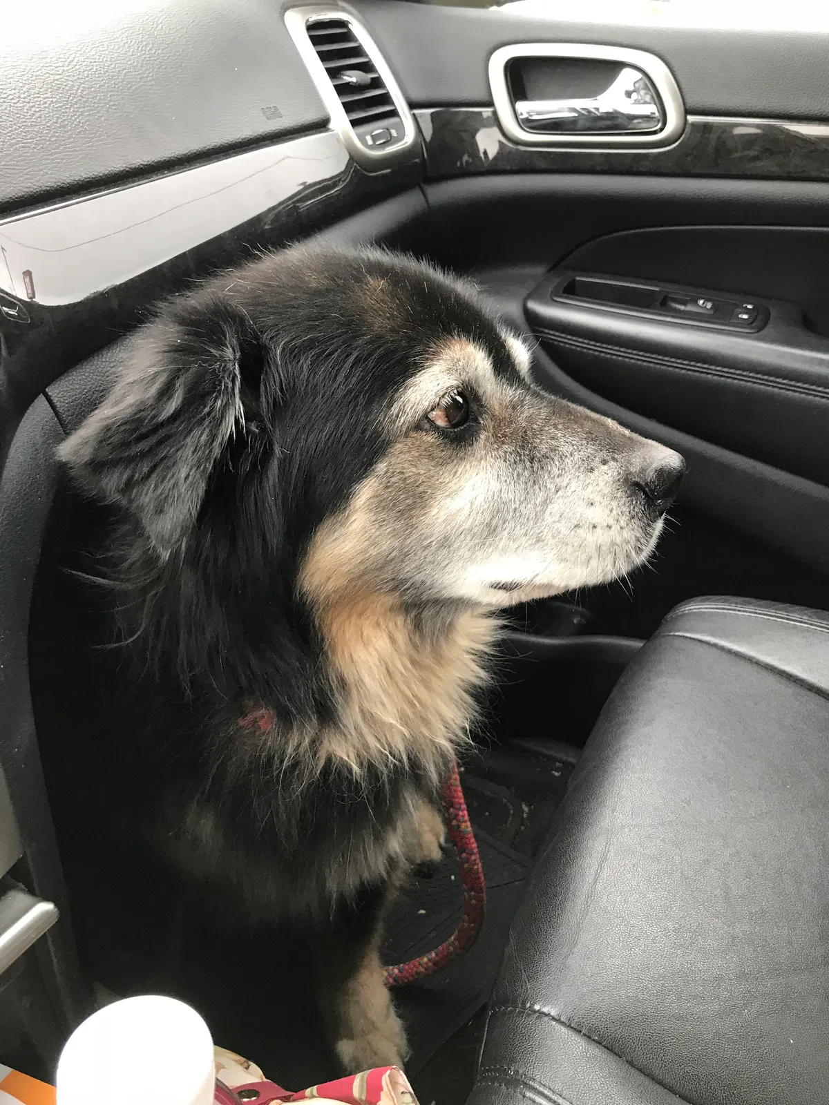 Lost dog in Green Bay, WI, 54311