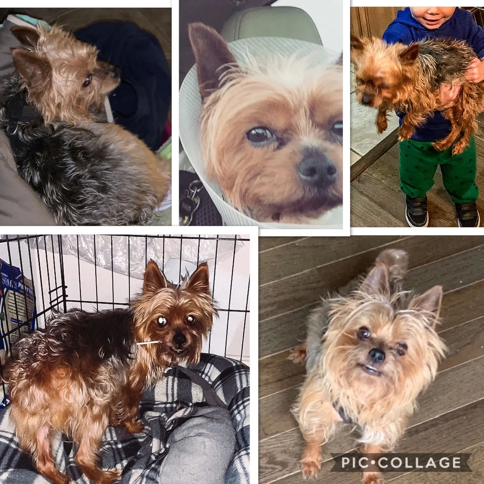 Lost dog in Evansville, IN, 47711