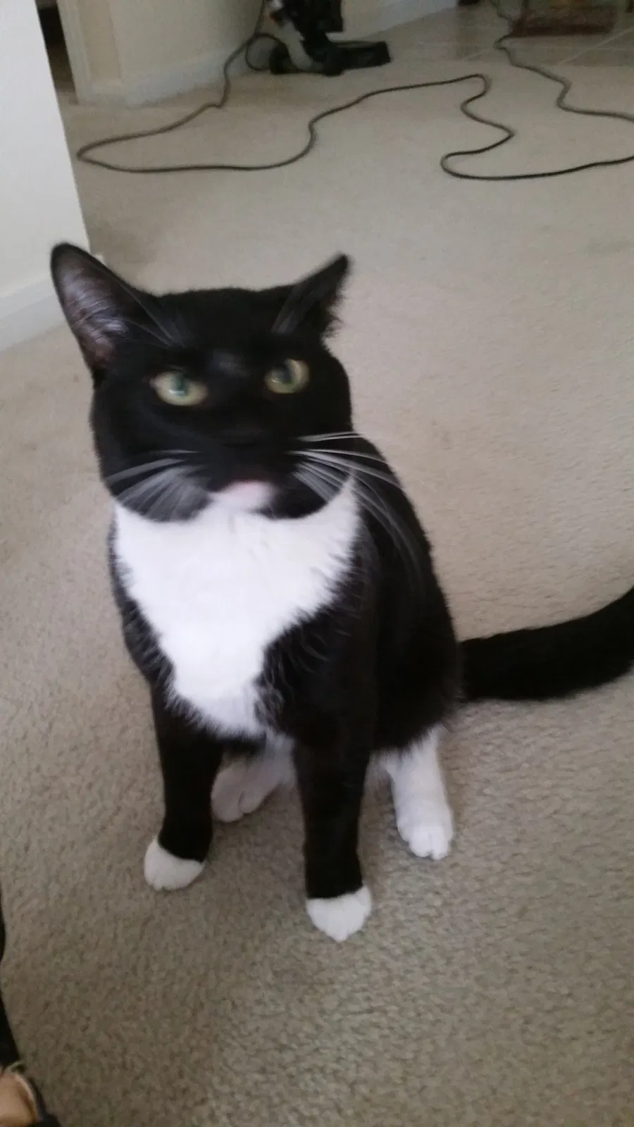 Lost cat in Clarksville, TN, 37042