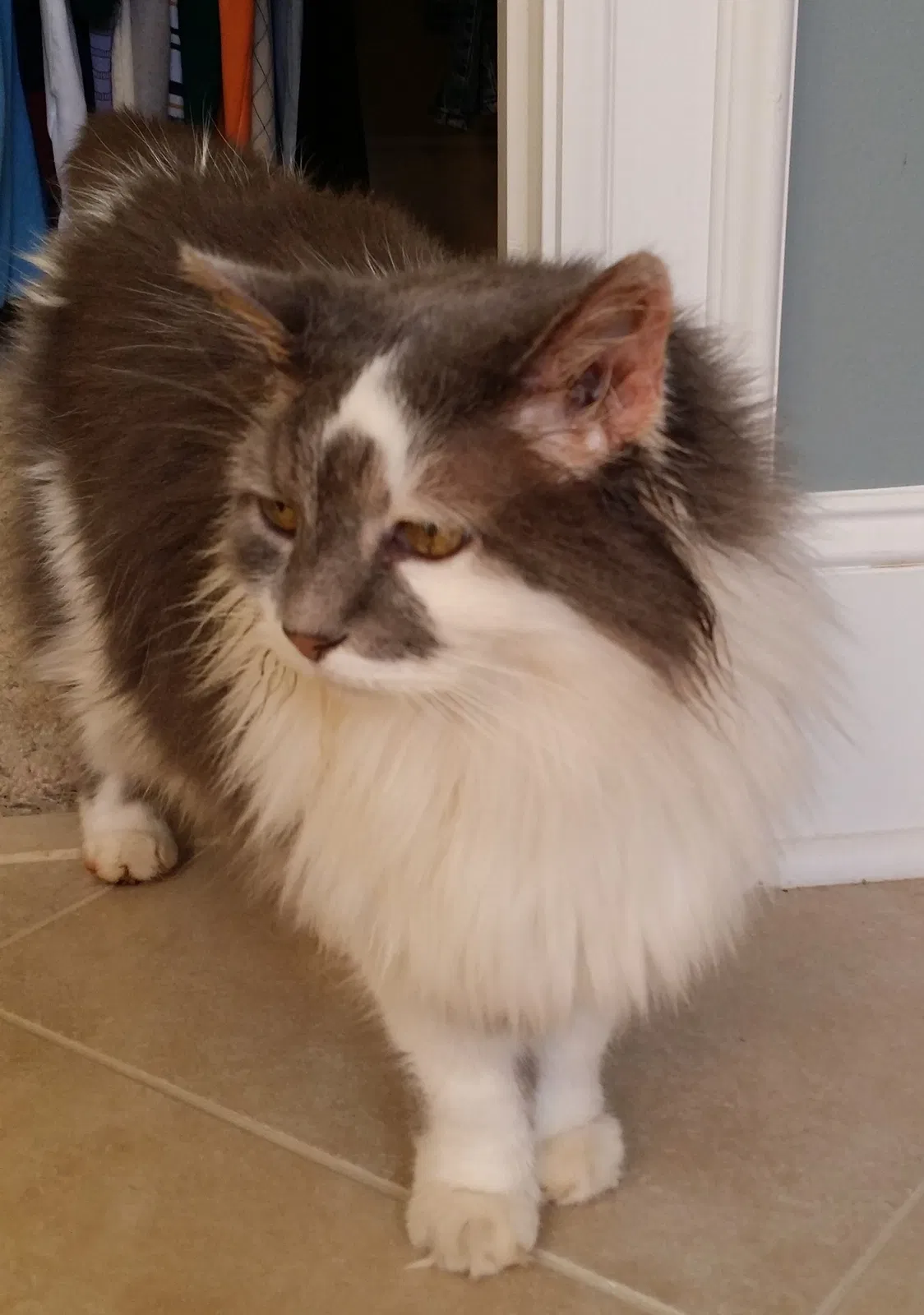 Lost cat in Fort Mill, SC, 29715