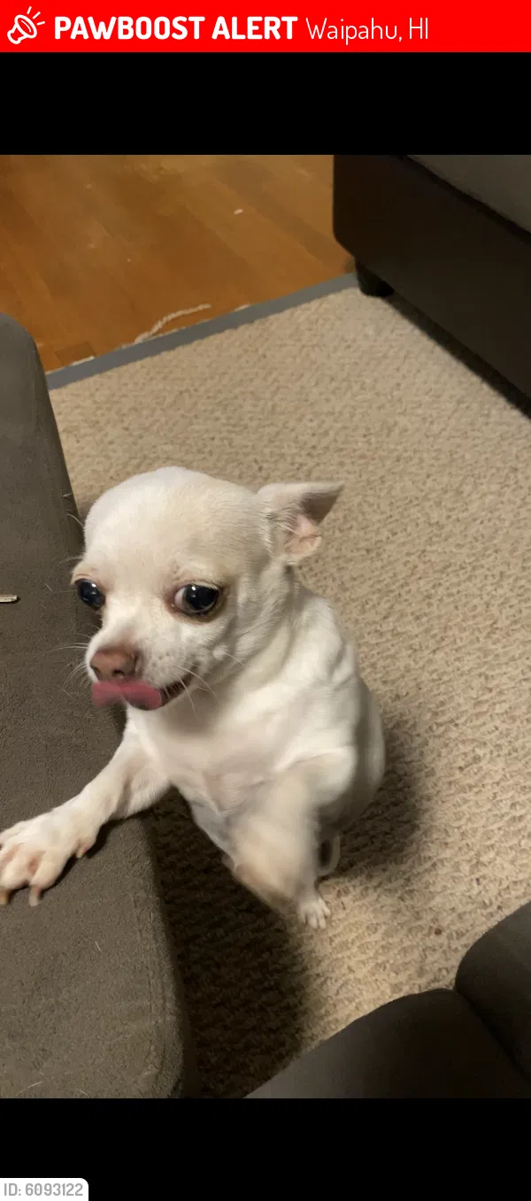 Lost dog in Waipahu, HI, 96797