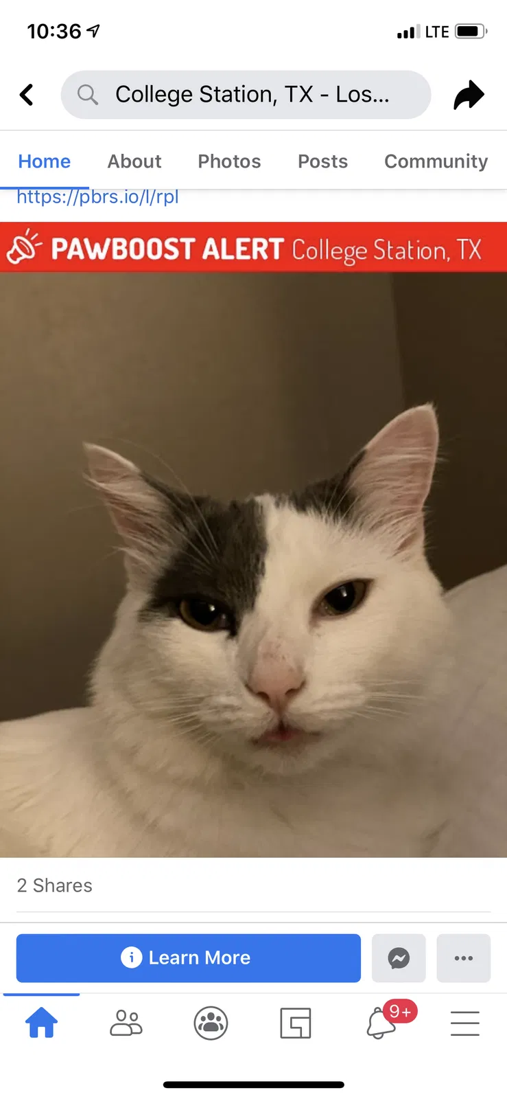 Lost cat in College Station, TX, 77845