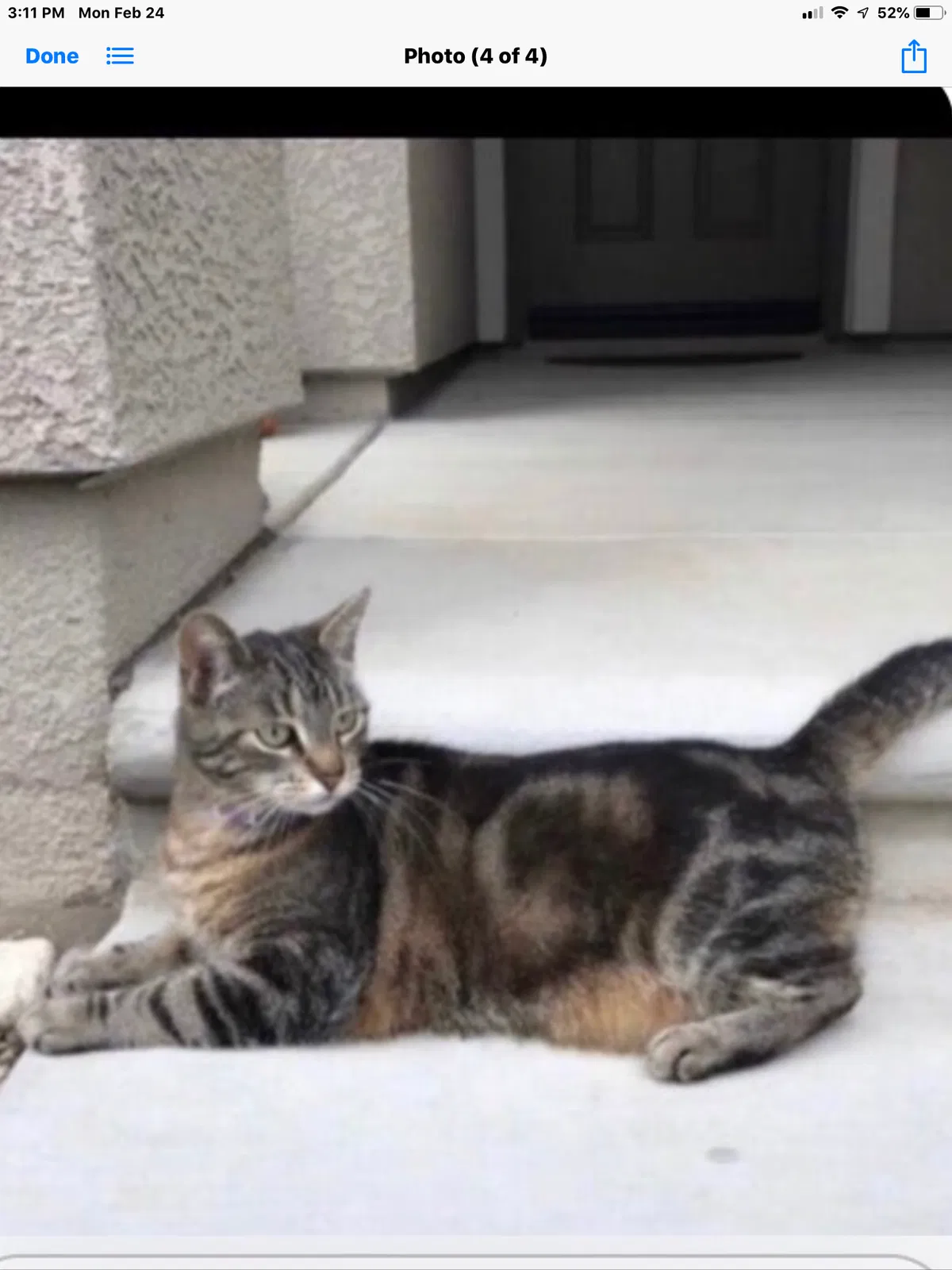 Lost cat in Clovis, CA, 93619