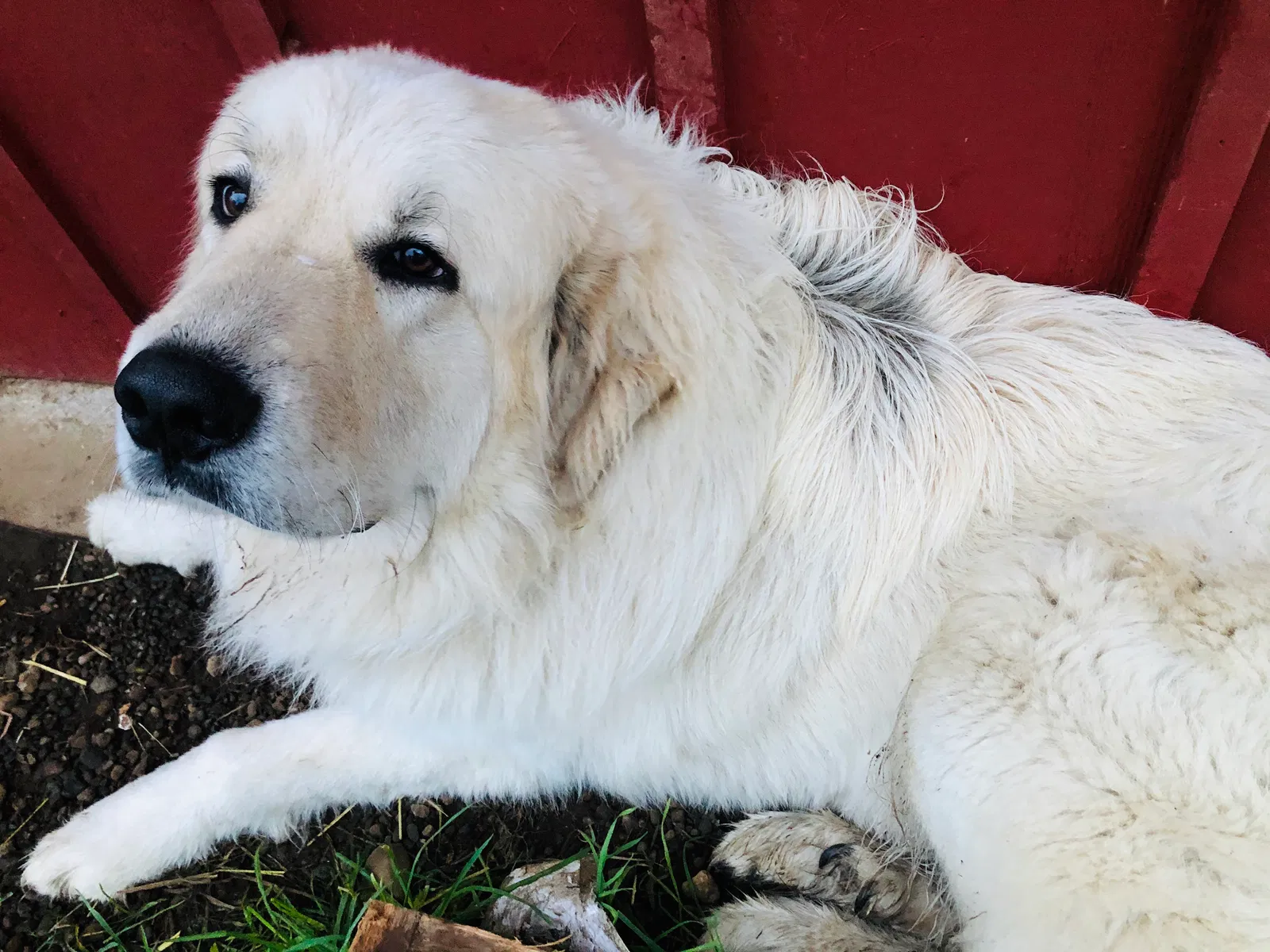 Lost dog in Auburn, WA, 98092