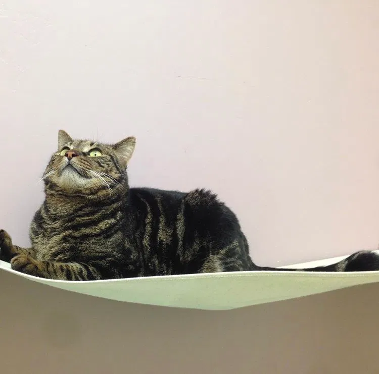 Lost cat in Seattle, WA, 98109