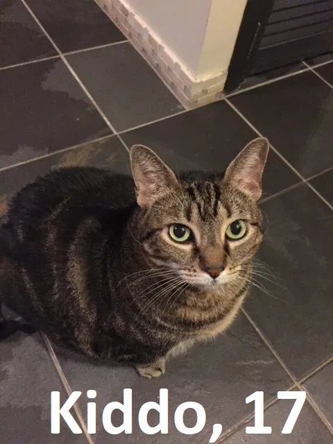Lost cat in Bayside, NY, 11361