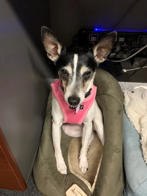 Lost dog in San Mateo, CA, 94403