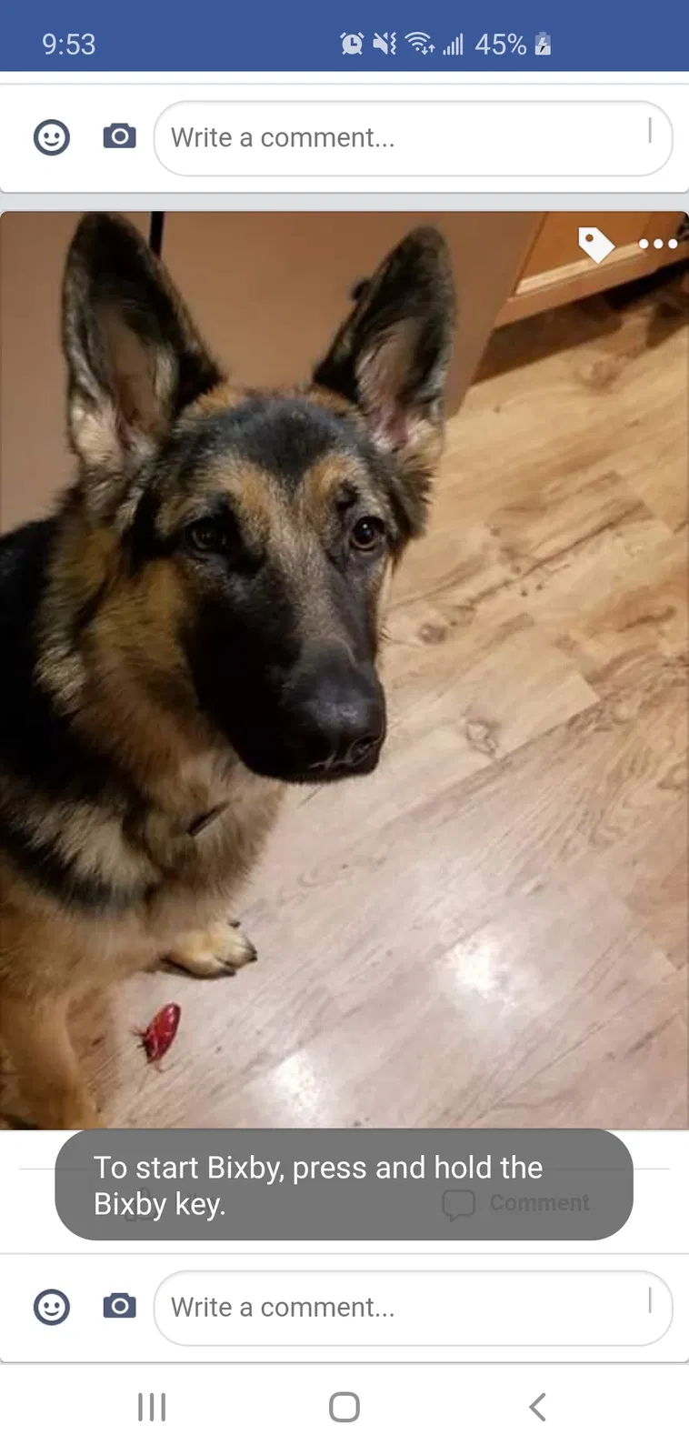 Lost dog in Champaign, IL, 61820