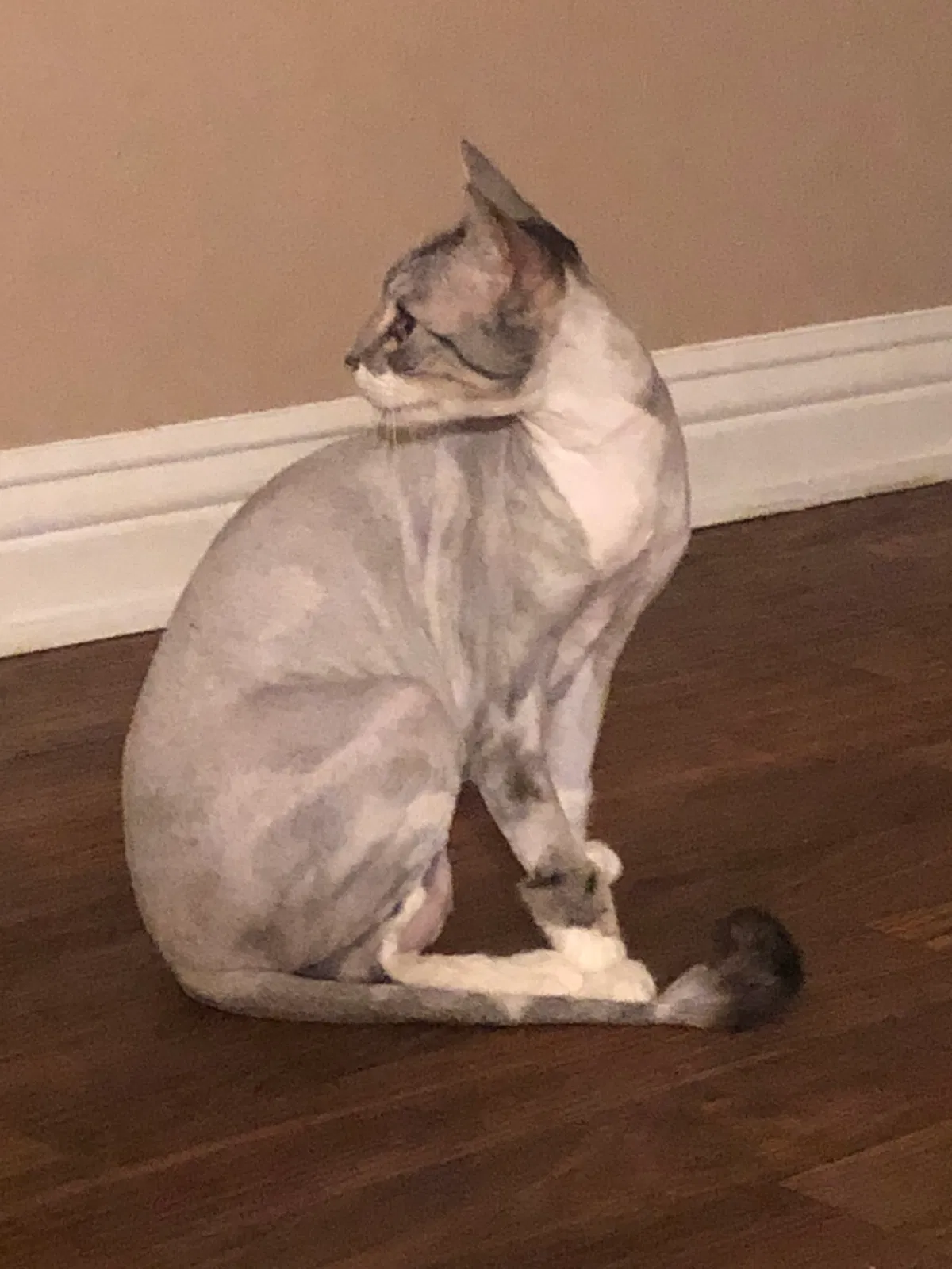 Lost cat in Buena Park, CA, 90621