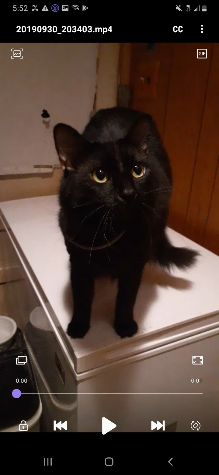 Lost cat in Mansfield, TX, 76063