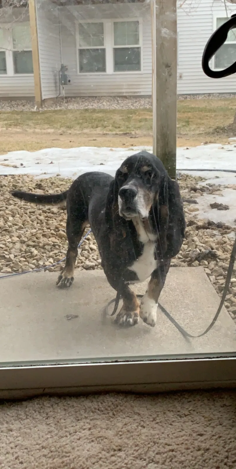 Lost dog in Hugo, MN, 55038