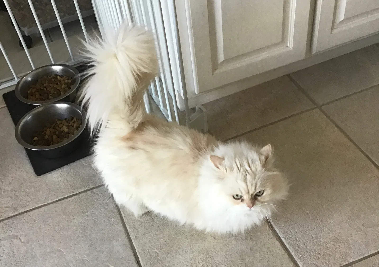 Lost cat in Minneapolis, MN, 55443