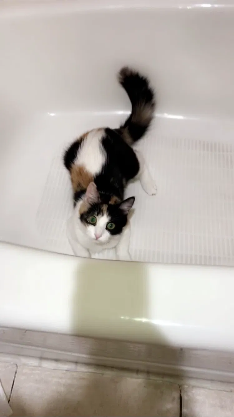 Lost cat in Mesa, AZ, 85204