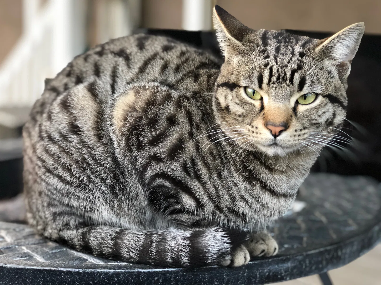 Lost cat in La Mesa, CA, 91942