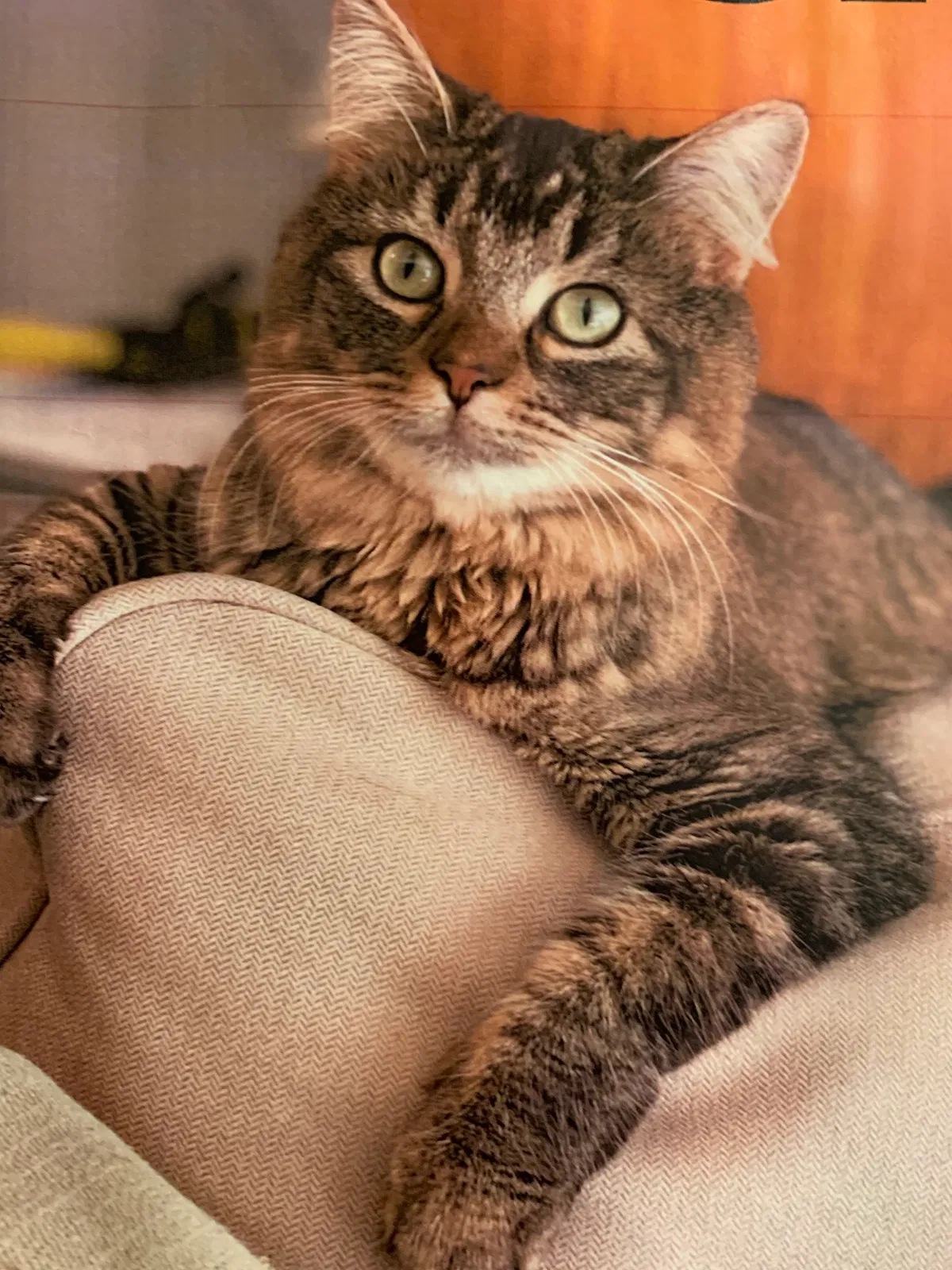 Lost cat in Minneapolis, MN, 55408