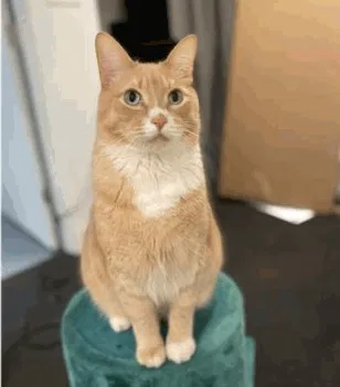 Lost cat in Skokie, IL, 60077