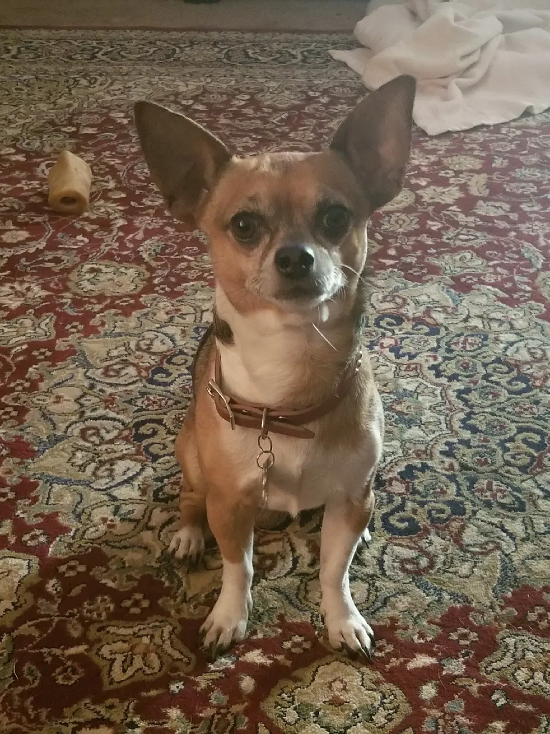 Lost dog in San Antonio, TX, 78250