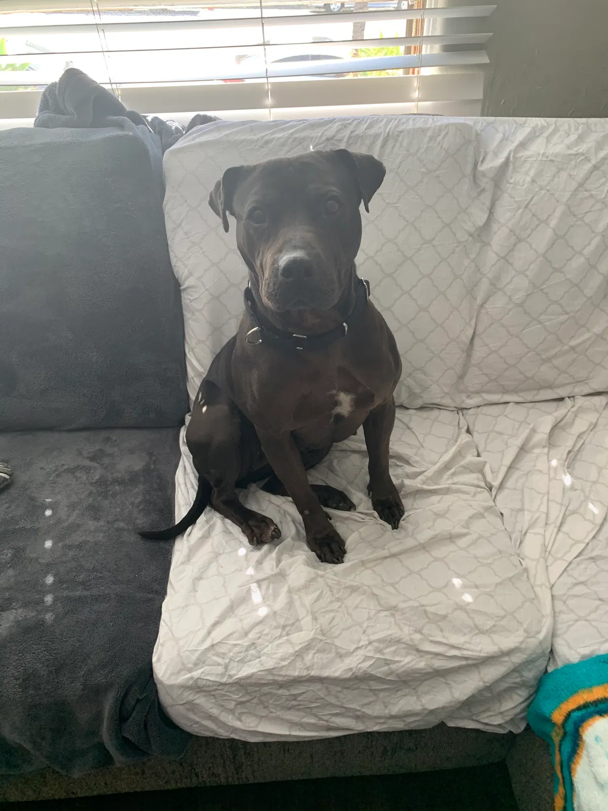 Lost dog in San Diego, CA, 92102