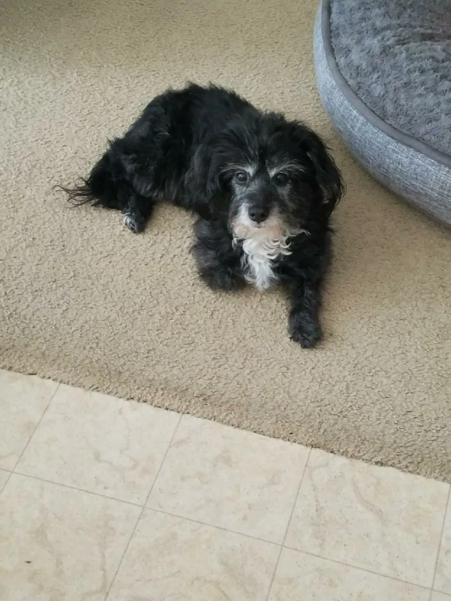 Lost dog in Moreno Valley, CA, 92555
