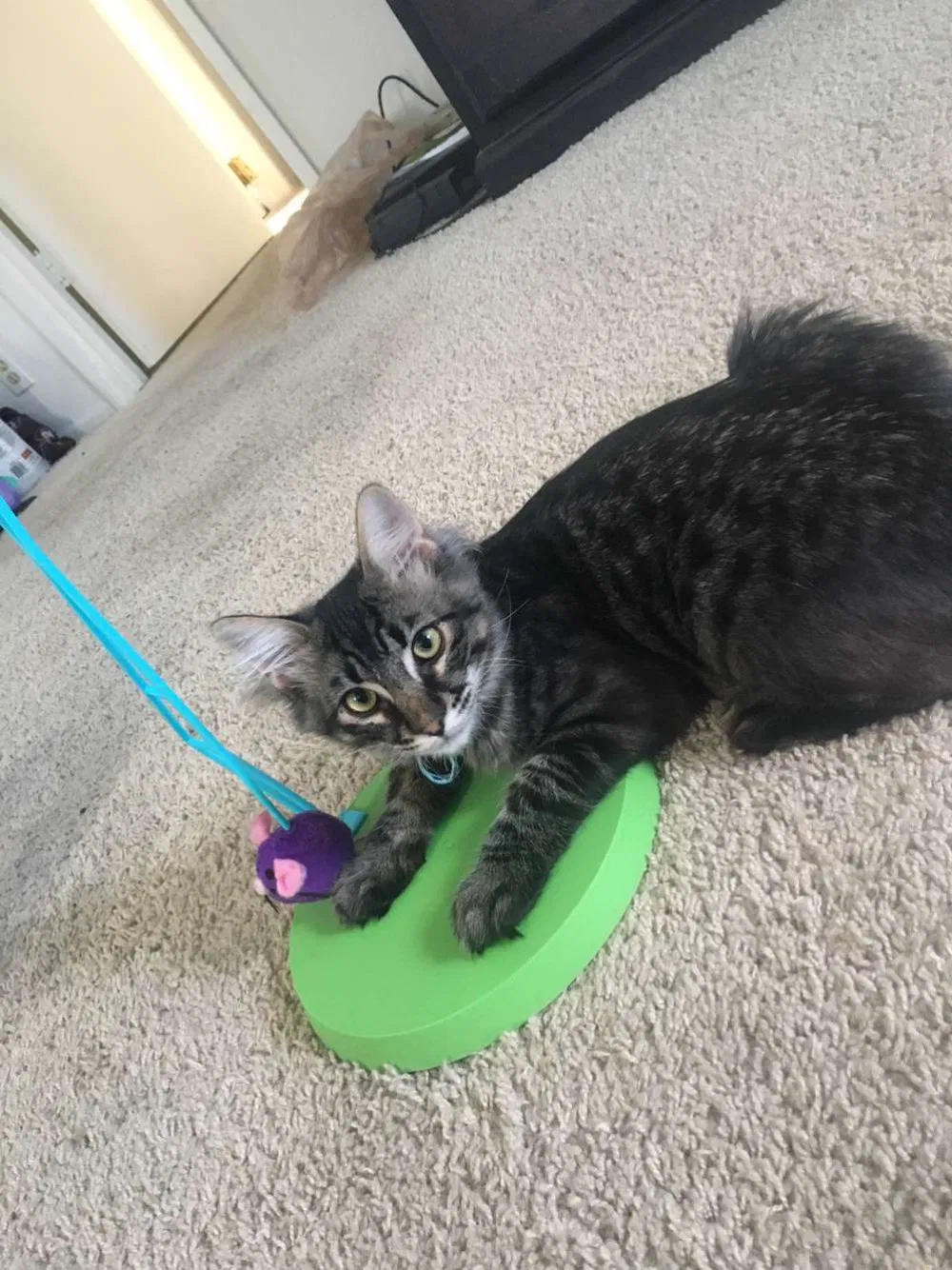 Lost cat in Fountain Valley, CA, 92708