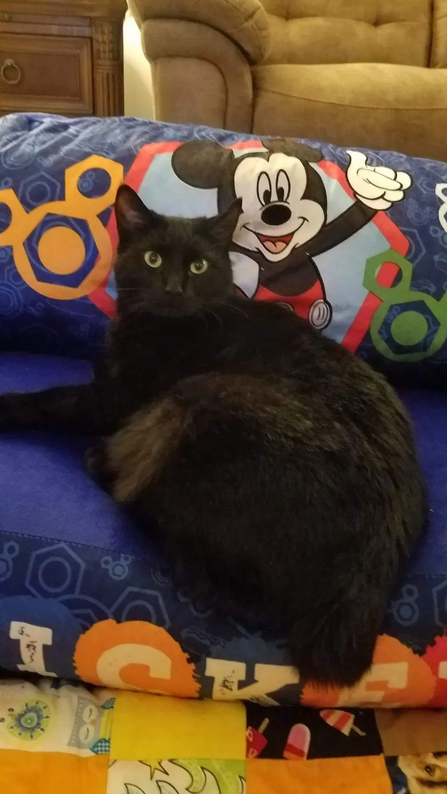 Lost cat in Spartanburg, SC, 29303