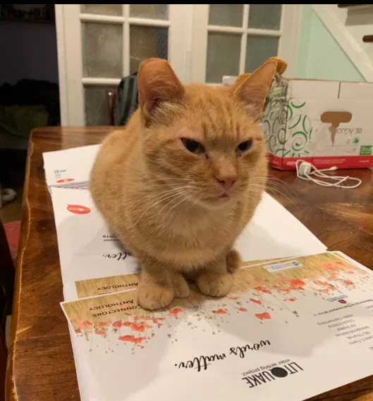 Lost cat in San Francisco, CA, 94110
