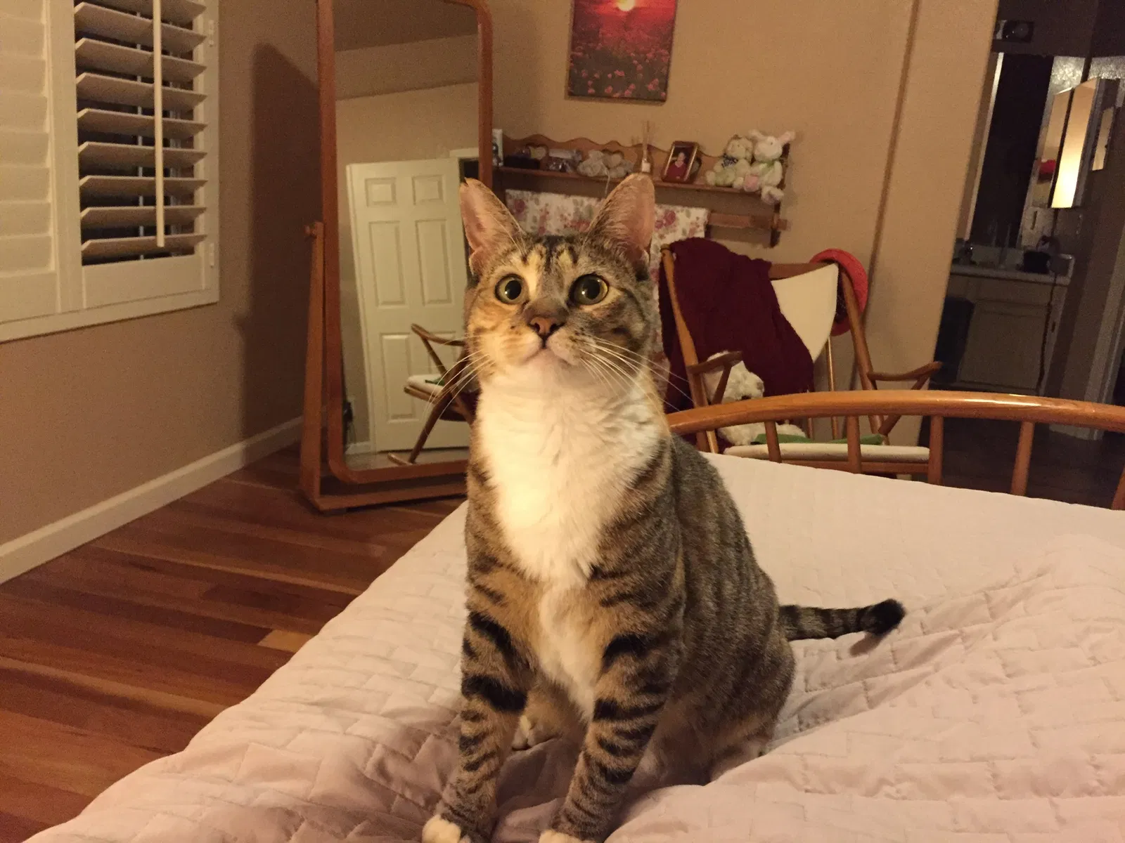 Lost cat in Phoenix, AZ, 85008