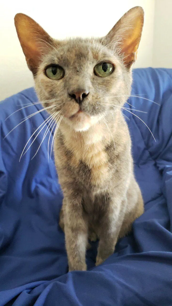 Lost cat in Suffolk, VA, 23434