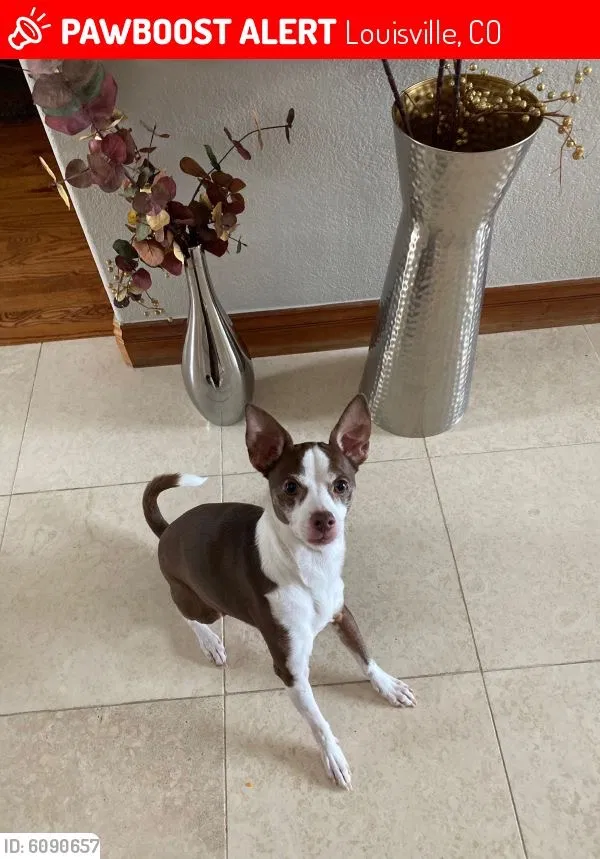 Lost dog in Louisville, CO, 80027