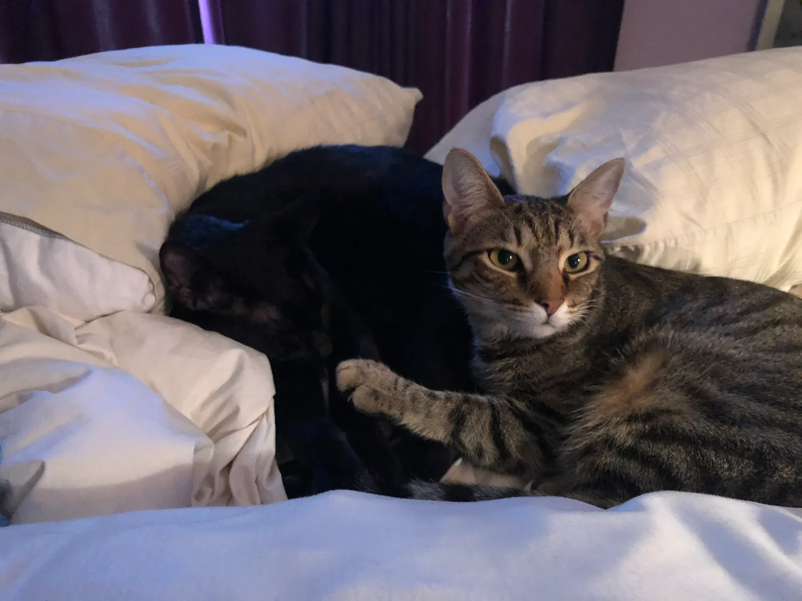 Lost cat in Duarte, CA, 91010