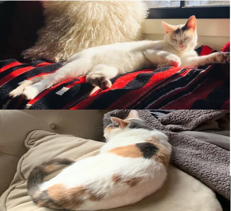 Lost cat in Grosse Pointe, MI, 48230