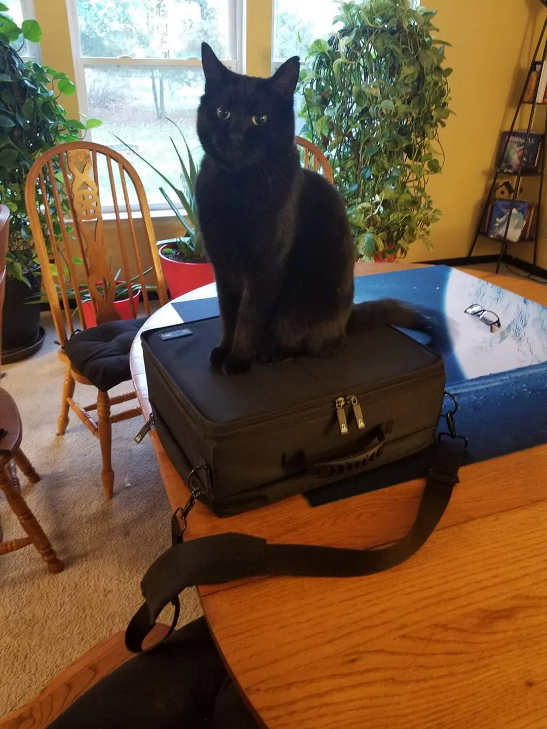 Lost cat in Indianapolis, IN, 46234