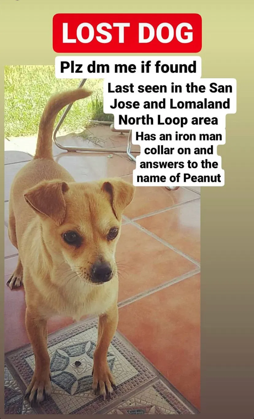 Lost dog in El Paso, TX, 79907