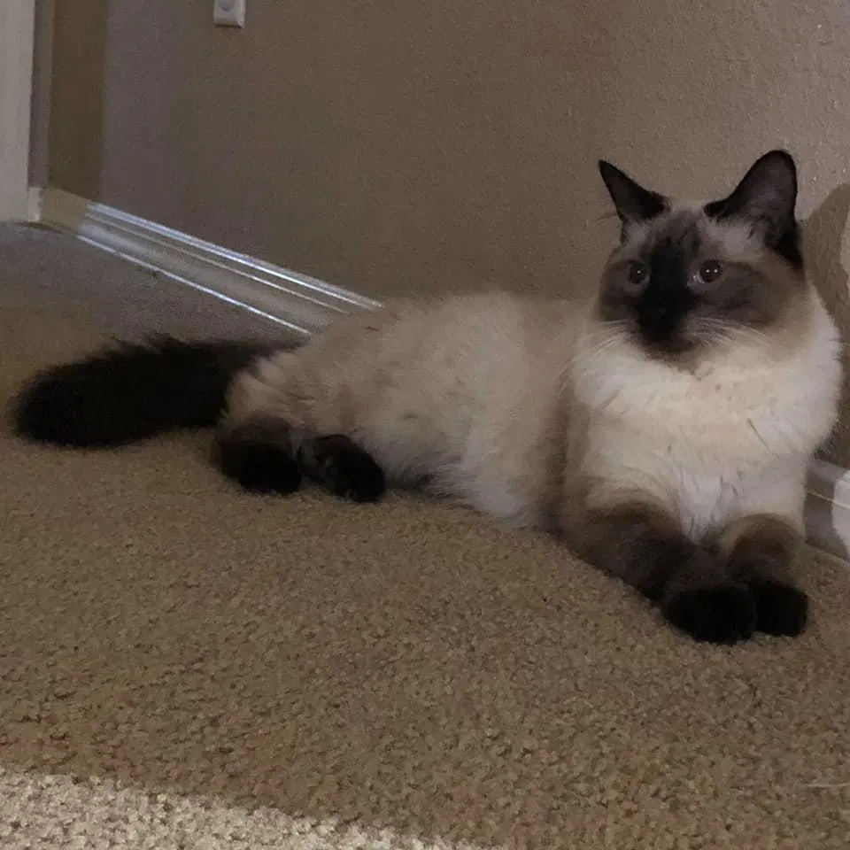 Lost cat in El Paso, TX, 79934