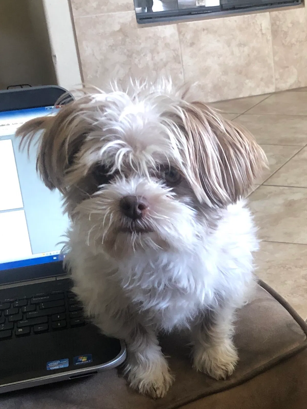 Lost dog in San Bernardino, CA, 92411