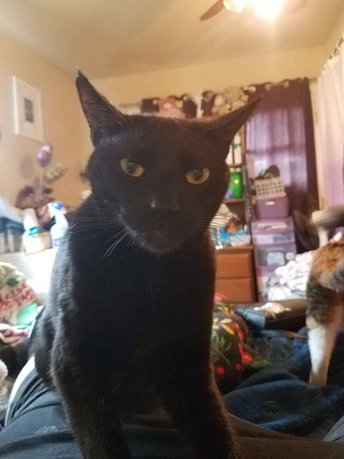 Lost cat in Sacramento, CA, 95864