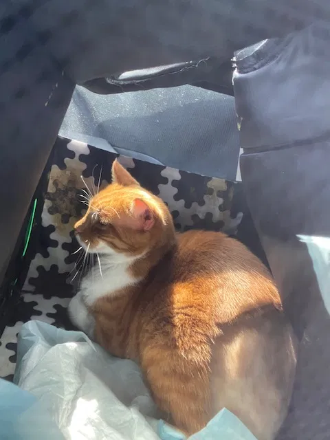 Lost cat in Miami, FL, 33155