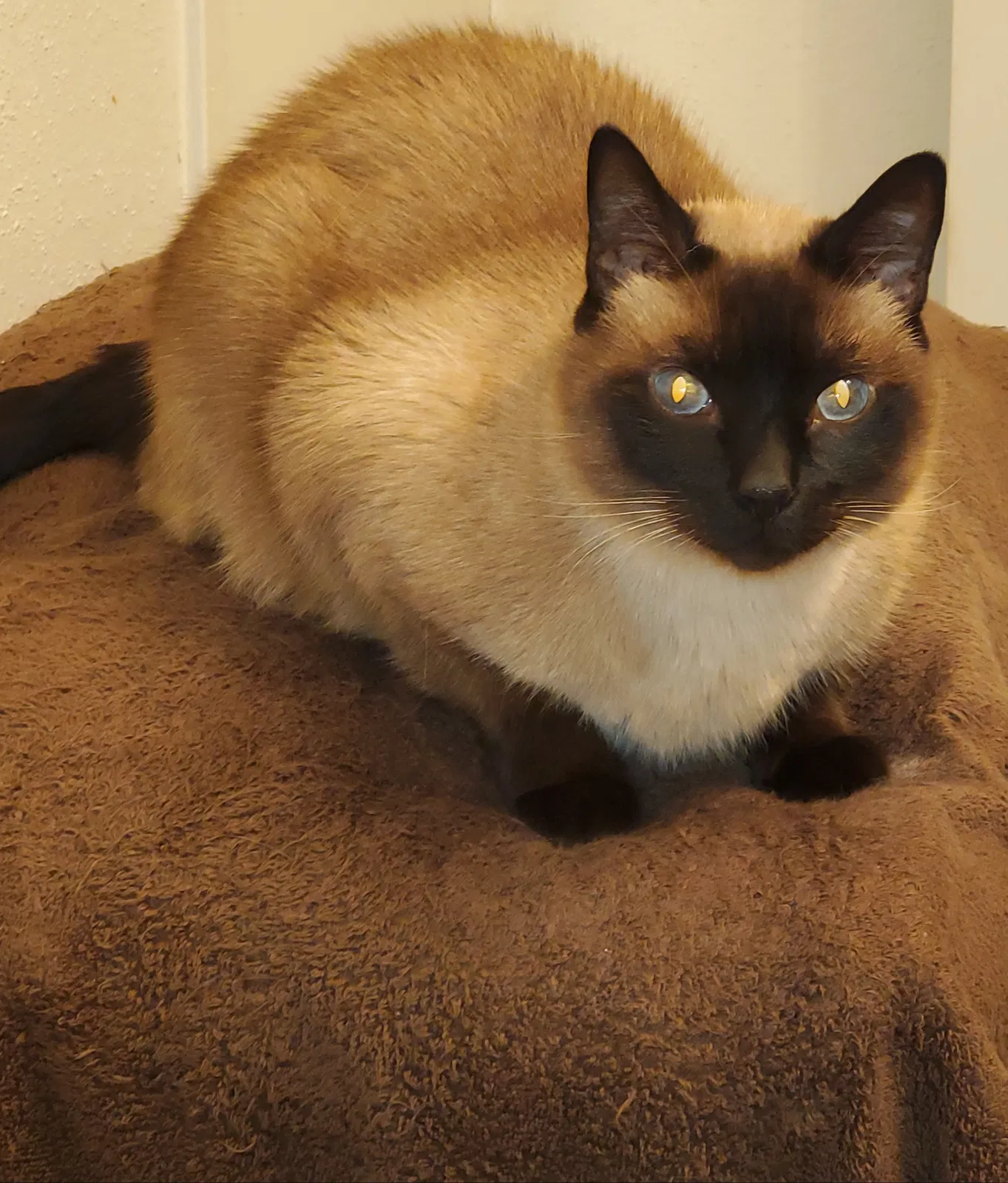 Lost cat in Angleton, TX, 77515