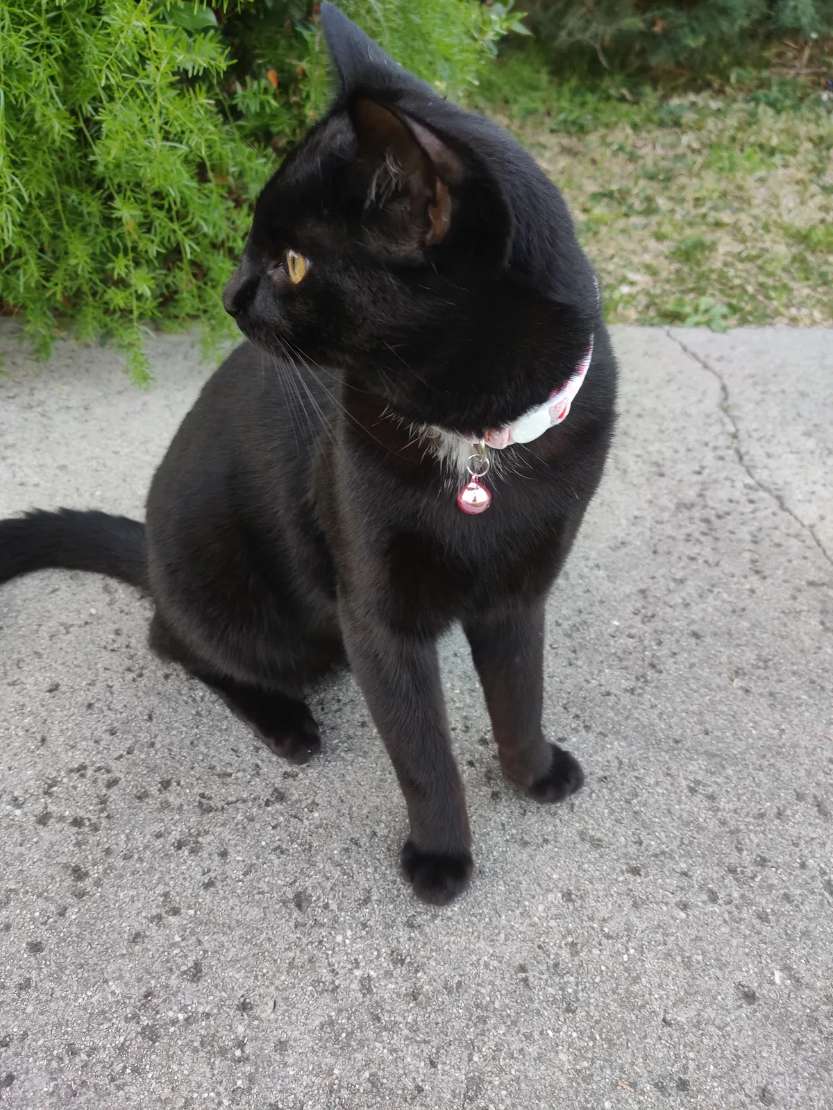 Lost cat in Rowland Heights, CA, 91748