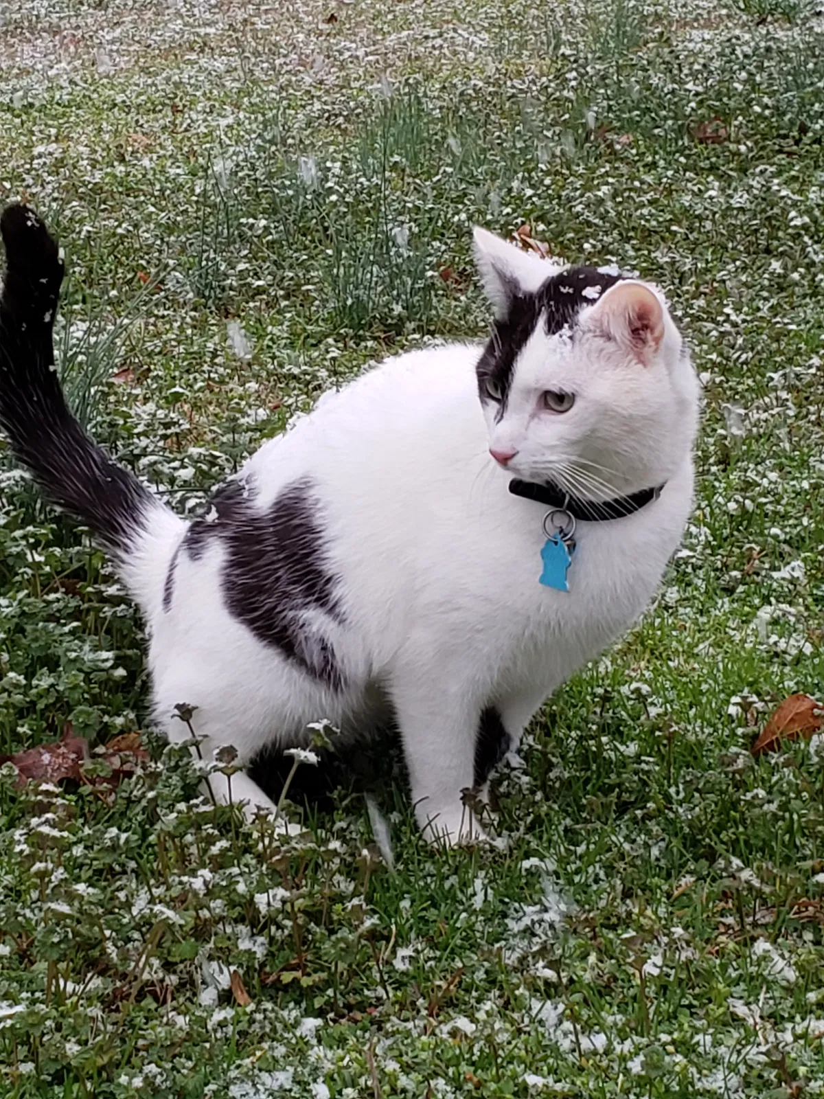 Lost cat in Atlanta, GA, 30340