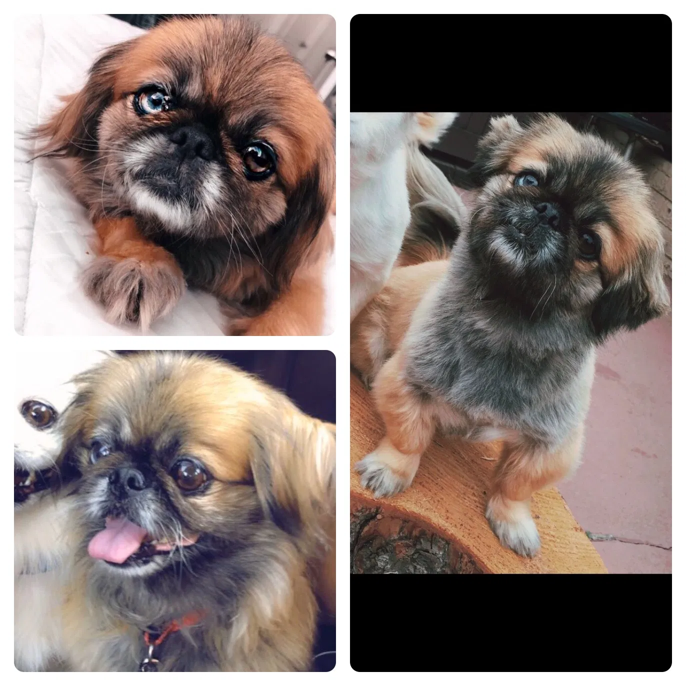 Lost dog in National City, CA, 91950