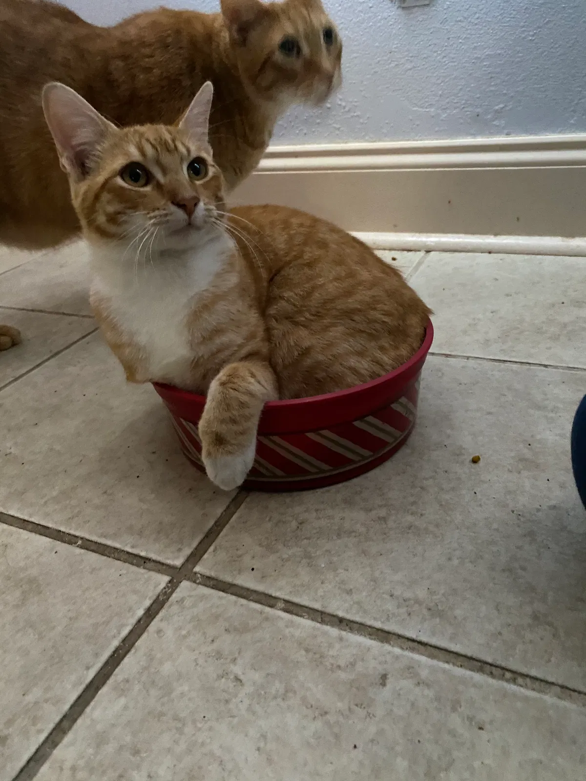 Lost cat in Lakeland, FL, 33803