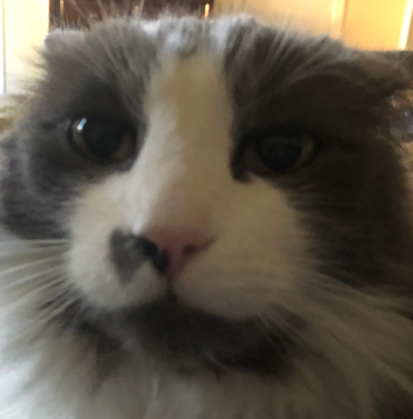 Lost cat in Rancho Cucamonga, CA, 91739