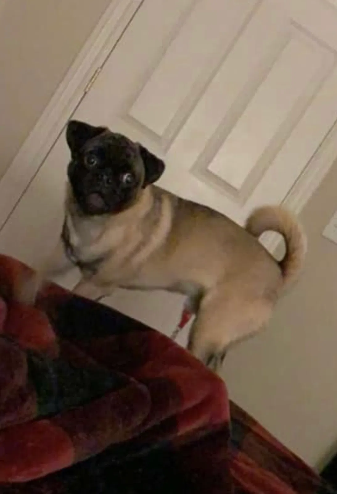 Lost dog in Lehi, UT, 84043