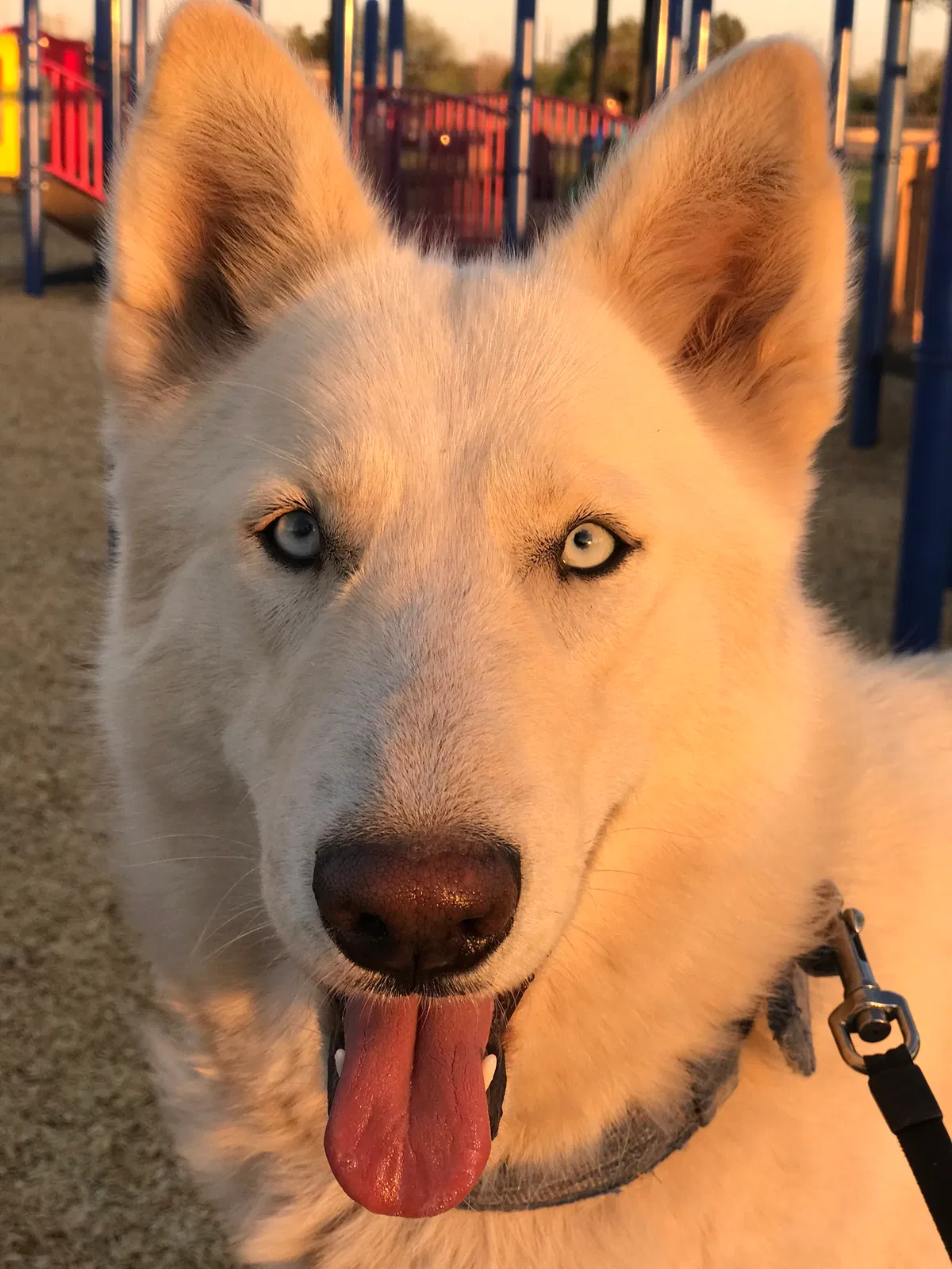 Lost dog in El Paso, TX, 79907